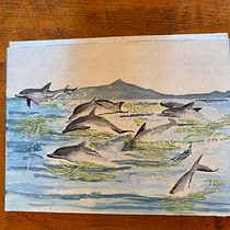 My project in Illustrating Nature: A Creative Exploration course. Traditional illustration, Drawing, Watercolor Painting, Ink Illustration, and Naturalistic Illustration project by Barb O - 07.06.2021