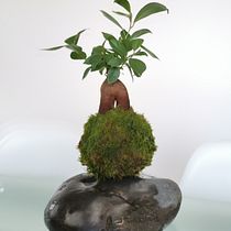 Meu projeto do curso: Kokedama: crie vasos naturais de musgo. Un proyecto de Artesanía, Diseño de interiores, Paisajismo, Decoración de interiores y DIY de Samuel Gonçalves Certal - 07.07.2021