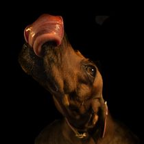 Il mio progetto del corso: Fotografia lifestyle di cani. Un projet de Photographie, Photographie de portrait, Photographie pour Instagram, Photographie documentaire, Photographie lifest , et le de gianna Filetti - 05.07.2021