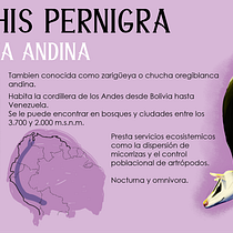 Didelphis pernigra. Un proyecto de Ilustración tradicional, Ilustración digital, Dibujo realista e Ilustración naturalista				 de Ana Duarte - 10.07.2021