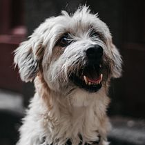 Meu projeto do curso: Fotografia Lifestyle de Cachorros. Un projet de Photographie, Photographie de portrait, Photographie pour Instagram, Photographie documentaire, Photographie lifest , et le de Cynthia Costa - 03.07.2021