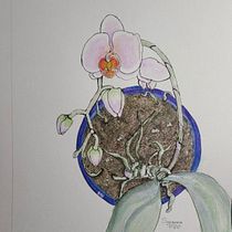 My project in Botanical Sketchbooking: A Meditative Approach course Orchid. Ilustração botânica projeto de Suzanne McGregor - 11.07.2021