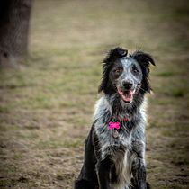 Mi Proyecto del curso: Fotografía lifestyle de perros. Un projet de Photographie, Photographie de portrait, Photographie pour Instagram, Photographie documentaire, Photographie lifest , et le de alejandroazvilla - 13.07.2021