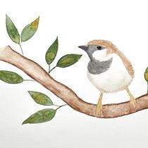 My project in Artistic Watercolor Techniques for Illustrating Birds course. Traditional illustration, Watercolor Painting, Realistic Drawing, and Naturalistic Illustration project by Amanda Castleman - 07.13.2021