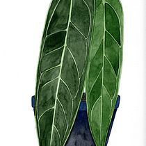 Mein Kursprojekt: Botanisches Aquarell für Drucke . Un progetto di Illustrazione tradizionale, Pattern design, Pittura ad acquerello e Illustrazione botanica di Ela Winter - 14.07.2021