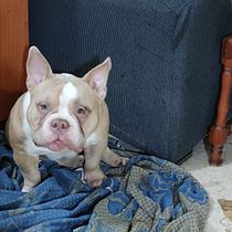 Mi Proyecto del curso: Fotografía lifestyle de perros. Un projet de Photographie, Photographie de portrait, Photographie pour Instagram, Photographie documentaire, Photographie lifest , et le de Juan Nieto Gracia - 16.07.2021