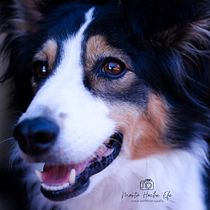 Mi Proyecto del curso: Fotografía lifestyle de perros. Un projet de Photographie, Photographie de portrait, Photographie pour Instagram, Photographie documentaire, Photographie lifest , et le de Marta Hernández - 19.07.2021