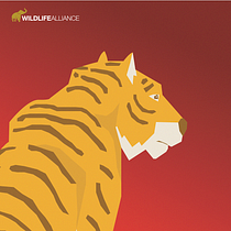 Animal Campaign for Wildlife Alliance. Design gráfico e Ilustração tradicional projeto de Serina Togawa - 18.07.2021
