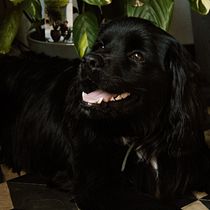 My project in Lifestyle Dog Photography course. Un projet de Photographie, Photographie de portrait, Photographie pour Instagram, Photographie documentaire, Photographie lifest , et le de Hanne Vermeulen - 20.07.2021