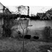 Mi Proyecto del curso: Introducción a la fotografía digital. Un projet de Photographie , et Photographie numérique de kathy gana - 23.07.2021