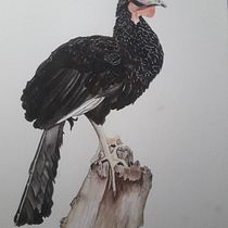 Mi Proyecto del curso: Ilustración naturalista de aves con acuarela. Projekt z dziedziny Trad, c, jna ilustracja, Malowanie akwarelą, R, sunek realist, czn, Ilustracja naturalist i czna użytkownika Monica Guardamino Salvador - 23.07.2021