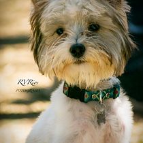 Mi Proyecto del curso: Fotografía lifestyle de perros. Un projet de Photographie, Photographie de portrait, Photographie pour Instagram, Photographie documentaire, Photographie lifest , et le de Rosalinda Vázquez Rios - 24.07.2021