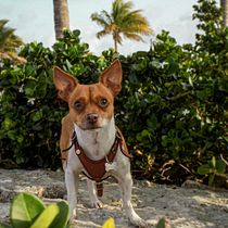 Mi Proyecto del curso: Fotografía lifestyle de perros🐶. Un projet de Photographie, Photographie de portrait, Photographie pour Instagram, Photographie documentaire, Photographie lifest , et le de Carolina Soriano - 22.07.2021