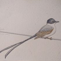 Mi Proyecto del curso: Ilustración naturalista de aves con acuarela_Tijereta. Projekt z dziedziny Trad, c, jna ilustracja, Malowanie akwarelą, R, sunek realist, czn, Ilustracja naturalist i czna użytkownika Evelita Lunar - 26.07.2021