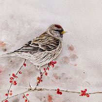 My project in Artistic Watercolor Techniques for Illustrating Birds course. Traditional illustration, Watercolor Painting, Realistic Drawing, and Naturalistic Illustration project by Zuzana Zachová - 07.28.2021