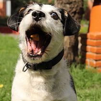 Mi Proyecto del curso: Fotografía lifestyle de perros. Un projet de Photographie, Photographie de portrait, Photographie pour Instagram, Photographie documentaire, Photographie lifest , et le de Elizabeth Ocampo - 18.07.2021
