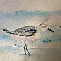 Playero Blanco, aves del Noroeste de Mexico. Traditional illustration, Watercolor Painting, Realistic Drawing, and Naturalistic Illustration project by Victoria Alicia PHELTS Ramos - 07.26.2021