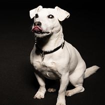 Il mio progetto del corso: Introduzione alla fotografia di cani. Un projet de Photographie, Photographie de portrait, Photographie de studio, Photographie documentaire, Photographie lifest, le , et Photographie intérieure de Simone Mazzei Ph - 30.07.2021