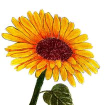 Mi Proyecto del curso: Técnicas básicas de prensado botánico. Un progetto di Artigianato, Belle arti, Collage, DIY e Design di Mariani Valdez - 02.08.2021