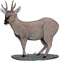 Huemul . Traditional illustration, Watercolor Painting, Realistic Drawing, and Naturalistic Illustration project by Raimundo Catalán Riffo - 08.03.2021
