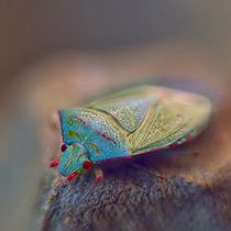 Mi Proyecto del curso: Introducción a la fotografía macro Foto por Galo Quiroz . Un projet de Photographie, Photographie de produits, Photographie de studio , et Photographie numérique de Galo Eduardo Quiroz Serrano - 04.08.2021