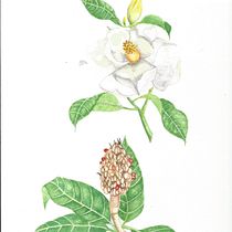 Meu projeto do curso: Ilustração botânica com aquarela. Ilustração tradicional, Artes plásticas, Pintura, Desenho, Pintura em aquarela e Ilustração botânica projeto de Lilia Michel - 02.08.2021