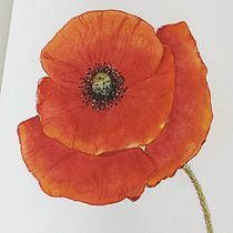 Mein Kursprojekt: Botanisches Zeichenheft: ein meditativer Ansatz. Ilustração tradicional, Esboçado, Desenho, Pintura em aquarela, Ilustração botânica, e Sketchbook projeto de Heidi van den Höfel - 07.08.2021