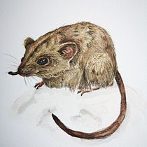 Mein Kursprojekt: Wissenschaftliche Tierillustration mit Aquarell. Traditional illustration, Watercolor Painting, Realistic Drawing, and Naturalistic Illustration project by janinesand - 08.07.2021