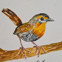 Mi Proyecto 1: Chucao del sur de Chile . Traditional illustration, Watercolor Painting, Realistic Drawing, and Naturalistic Illustration project by Nazarete Barria Peralta - 08.08.2021