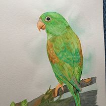 Mi Proyecto del curso: Ilustración naturalista de aves con acuarela. Projekt z dziedziny Trad, c, jna ilustracja, Malowanie akwarelą, R, sunek realist, czn, Ilustracja naturalist i czna użytkownika veronicuk - 08.08.2021