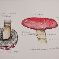 Mi Proyecto del curso: Cuaderno botánico en acuarela. Projekt z dziedziny Trad, c, jna ilustracja, Malowanie akwarelą, R, sunek botaniczn i Sketchbook użytkownika Nuria Ogalla - 09.08.2021