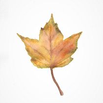 My project in ‌Illustration of Natural Elements in Watercolor course. Un progetto di Illustrazione tradizionale, Pittura ad acquerello e Illustrazione naturalistica di Ade - 09.08.2021
