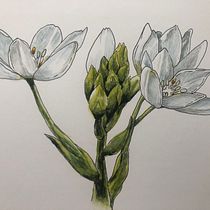 My project in Botanical Sketchbooking: A Meditative Approach course. Ilustração tradicional, Esboçado, Desenho, Pintura em aquarela, Ilustração botânica, e Sketchbook projeto de John Keselyak - 10.08.2021