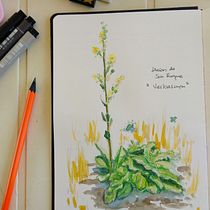 Mi Proyecto del curso: Sketchbook botánico: una aproximación meditativa. Ilustração tradicional, Esboçado, Desenho, Pintura em aquarela, Ilustração botânica, e Sketchbook projeto de Coda Kodama - 10.08.2021
