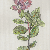 My project in Botanical Sketchbooking: A Meditative Approach course. Ilustração tradicional, Esboçado, Desenho, Pintura em aquarela, Ilustração botânica, e Sketchbook projeto de crustiemaam - 09.08.2021