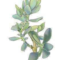 Il mio progetto del corso:  Sketchbook botanico: un approccio meditativo. Ilustração tradicional, Esboçado, Desenho, Ilustração botânica, Sketchbook, e Pintura em aquarela projeto de cele40 - 13.08.2021