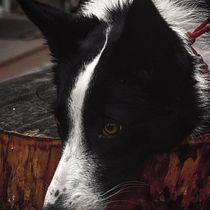 Mi Proyecto del curso: Fotografía lifestyle de perros. Un projet de Photographie, Photographie de portrait, Photographie pour Instagram, Photographie documentaire, Photographie lifest , et le de Daniela Acuña - 01.08.2021
