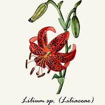 Mi Proyecto del curso: Ilustración botánica con acuarela. Traditional illustration, Fine Arts, Painting, Drawing, Watercolor Painting, and Botanical Illustration project by Paulina Corona Tejeda - 08.16.2021