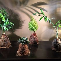Mi Proyecto del curso: Kokedamas: crea macetas naturales de musgo. Arts, Crafts, Interior Design, L, scape Architecture, Decoration, DIY, Floral, and Plant Design project by Erika Leal de la Fuente - 08.17.2021