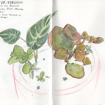 My project in Botanical Sketchbooking: A Meditative Approach course. Ilustração tradicional, Esboçado, Desenho, Pintura em aquarela, Ilustração botânica, e Sketchbook projeto de Sylvia Ramos - 12.08.2021