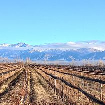 melossivineyards. Social Media, Mobile Photograph, Digital Marketing, Digital Photograph, Mobile Marketing, Instagram, Content Marketing, Instagram Photograph, Instagram Marketing, Lifest, and le Photograph project by Fernando Melossi - 08.19.2021