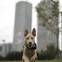 Mi Proyecto del curso: Fotografía lifestyle de perros . % Leonardo Israel Castillo Cruz tarafından hazırlanan Fotoğrafçılık, Portre Fotoğrafçılığı, Instagram Fotoğrafçılığı, Belgesel Fotoğrafçılık, Ve Yaşam Tarzı Fotoğrafçılığı projesi - 08.22.2021