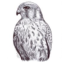 Mi Proyecto del curso: Ilustración naturalista con bolígrafo. Traditional illustration, Drawing, Realistic Drawing, and Naturalistic Illustration project by aleho - 08.21.2021