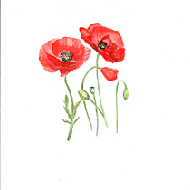 Meu projeto do curso: Ilustração botânica com aquarela. Ilustração tradicional, Artes plásticas, Pintura, Desenho, Pintura em aquarela e Ilustração botânica projeto de Margarida Martins - 23.08.2021