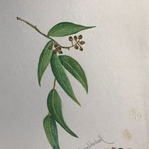 Mi Proyecto del curso: Ilustración botánica con acuarela. Traditional illustration, Fine Arts, Painting, Drawing, Watercolor Painting, and Botanical Illustration project by Cusy Newball - 08.23.2021