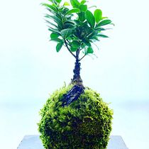 Il mio progetto del corso: Kokedama: crea una fioriera naturale con il muschio. Arts, Crafts, Interior Design, L, scape Architecture, Decoration, DIY, Floral, and Plant Design project by Massimo Dealberto - 08.24.2021