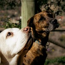 Mi Proyecto del curso: Fotografía lifestyle de perros. Un projet de Photographie, Photographie de portrait, Photographie pour Instagram, Photographie documentaire, Photographie lifest , et le de tibaydevergara - 20.08.2021