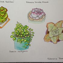 My project in Botanical Sketchbooking: A Meditative Approach course. Ilustração tradicional, Esboçado, Desenho, Pintura em aquarela, Ilustração botânica, e Sketchbook projeto de dominiquedodge - 06.09.2021