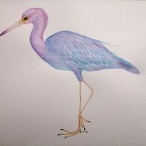 Mi Proyecto del curso: Ilustración naturalista de aves con acuarela. Projekt z dziedziny Trad, c, jna ilustracja, Malowanie akwarelą, R, sunek realist, czn, Ilustracja naturalist i czna użytkownika Nuria Ogalla - 28.08.2021