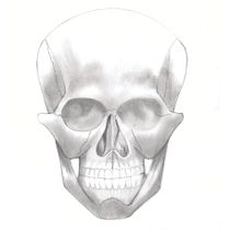 Curso: Dibujo anatómico de la cabeza humana - Bocetos de clases. Fine Arts, Pencil Drawing, Drawing, Portrait Drawing, Realistic Drawing, and Figure Drawing project by Chris Von Bremervoord - 08.30.2021